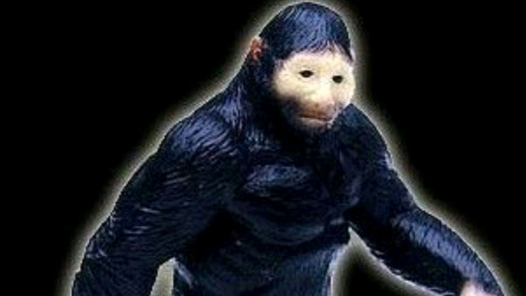 1953年,盐城谣传"毛人水怪"伤人,村民通宵值守村头!