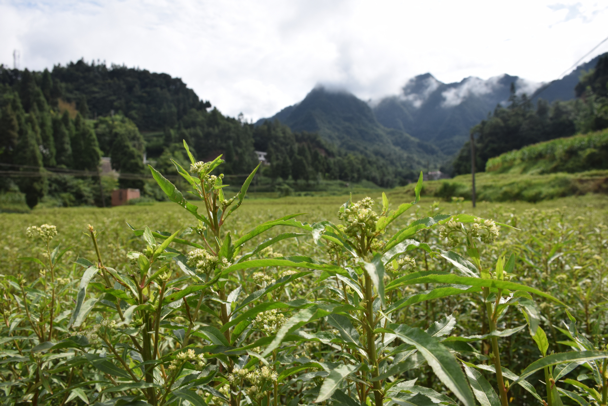 赶黄草的作用和功效以及泡水喝的好处?