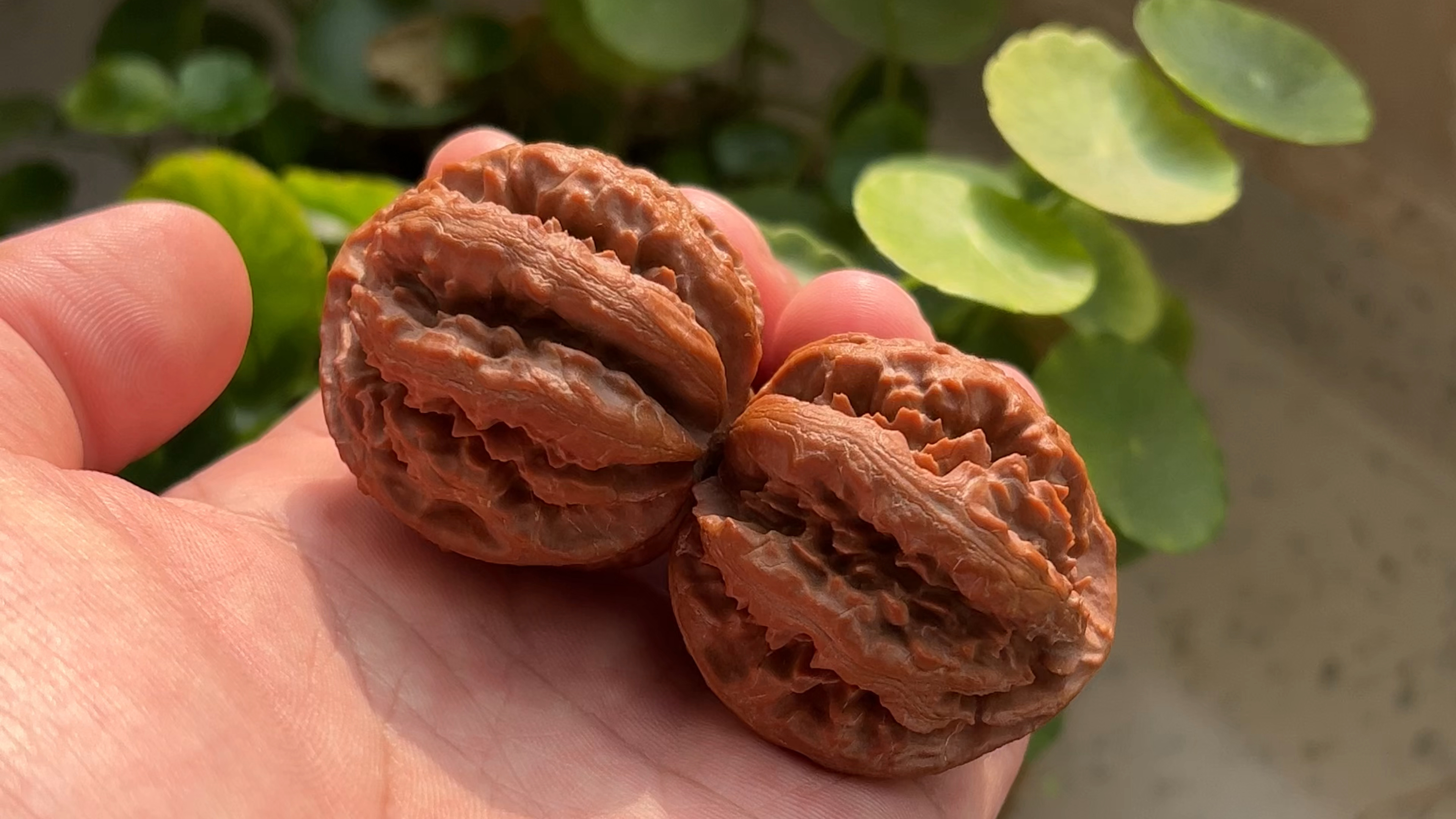 京八棱:粗筋霸王龙,筋比我的手指还粗