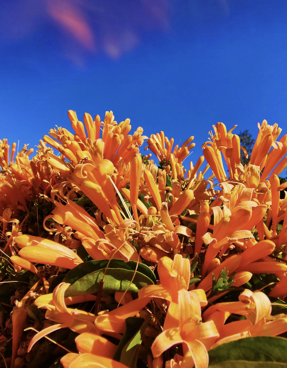 大理·崇圣寺三塔 炮仗花,别名:黄鳝藤.状如鞭炮,故有炮仗花之称