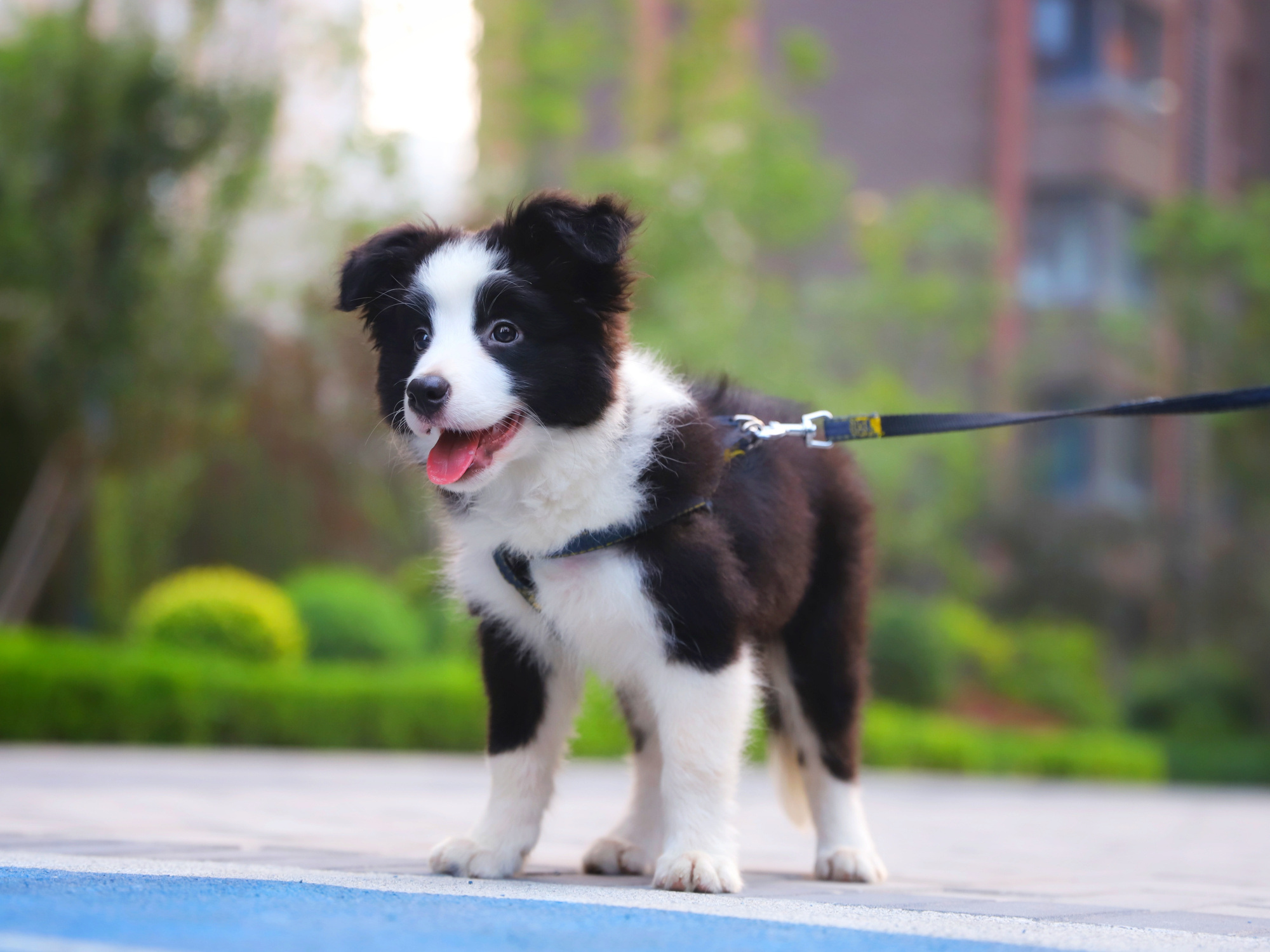 三个月大的小边牧