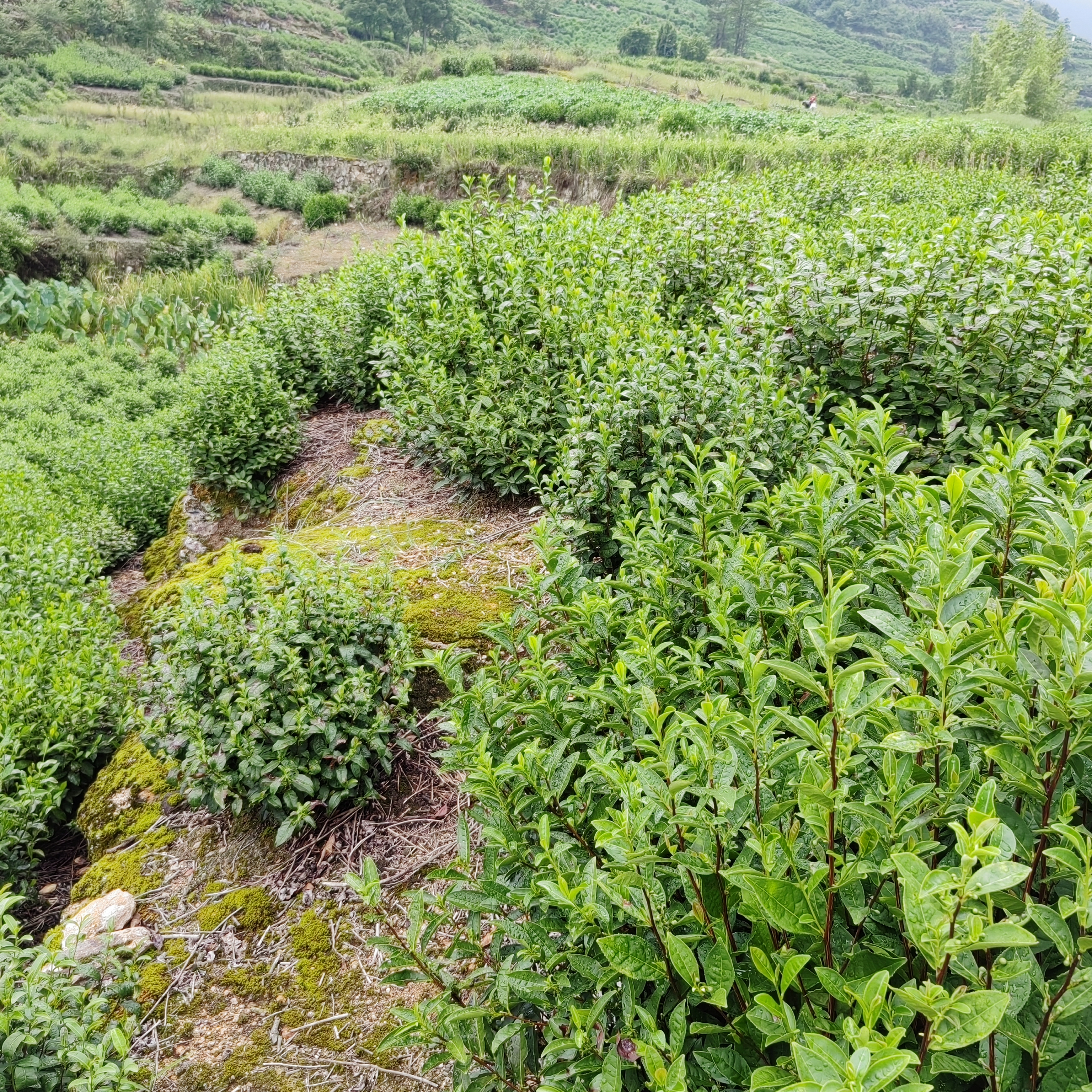 荒山茶与野生茶的区别