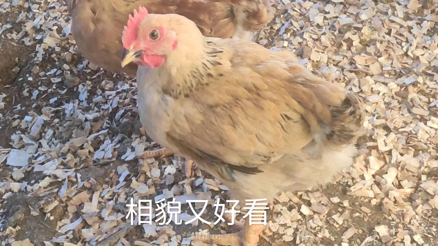 原来这才是九斤黄大型鸡,养20多天竟然这么大,高大威猛,肉嘟嘟