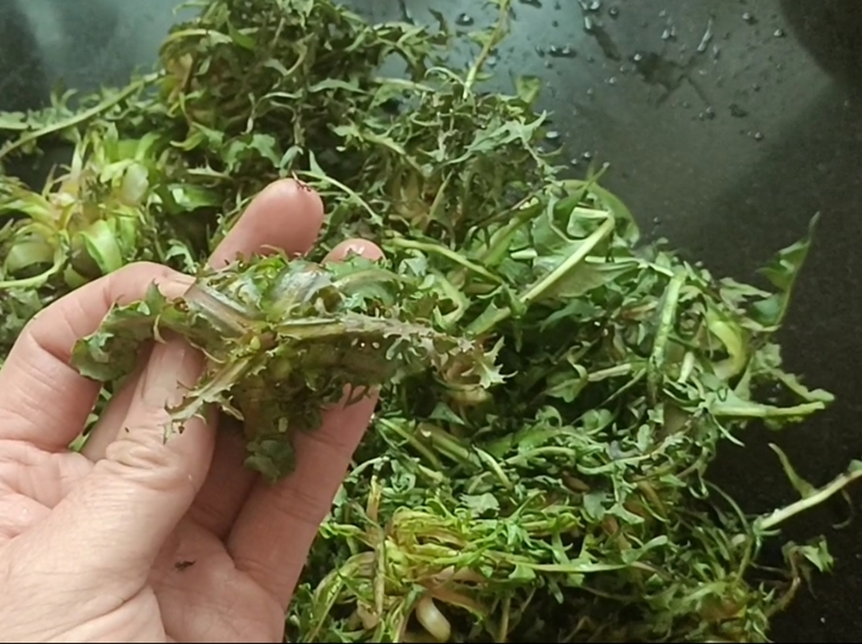 这种草在我们这个地方叫做波波丁,他的另一个名字就叫做蒲公英,是多