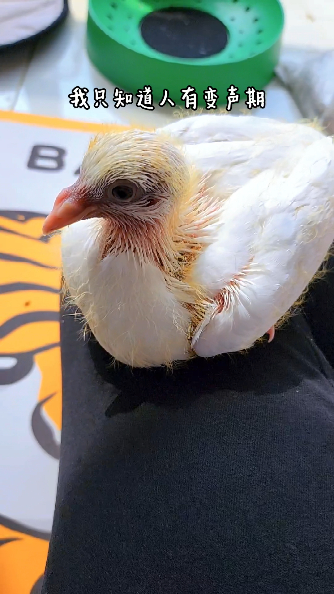 我手养的小鸽子竟然可以发出鸭子的叫声