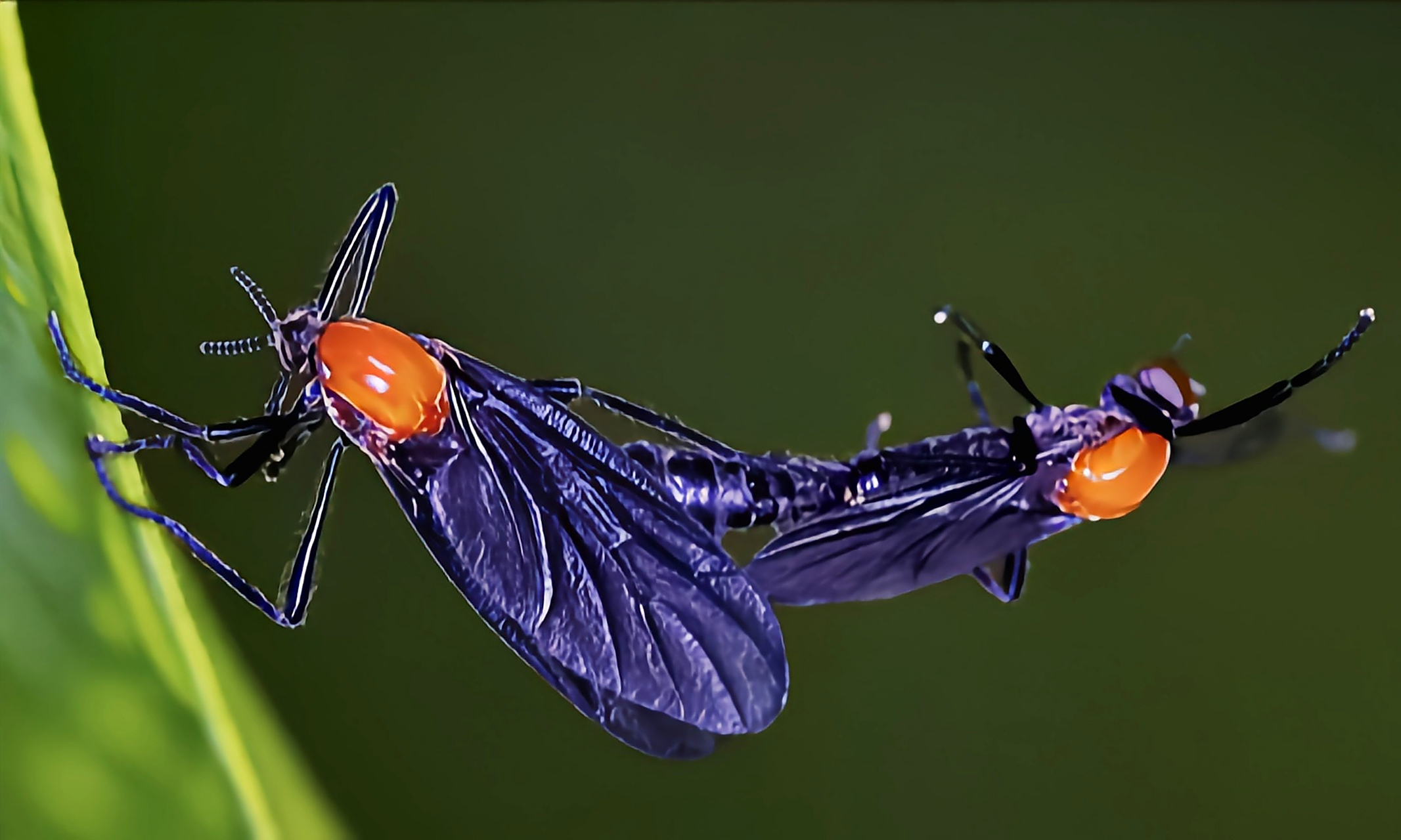 每天认识一种昆虫——樟叶蜂 樟叶蜂是膜翅目,叶蜂科,中脉叶蜂属昆虫