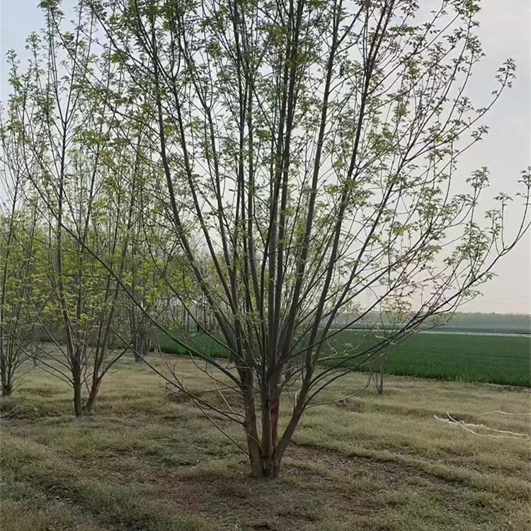 叢生白蠟價格(叢生白蠟)