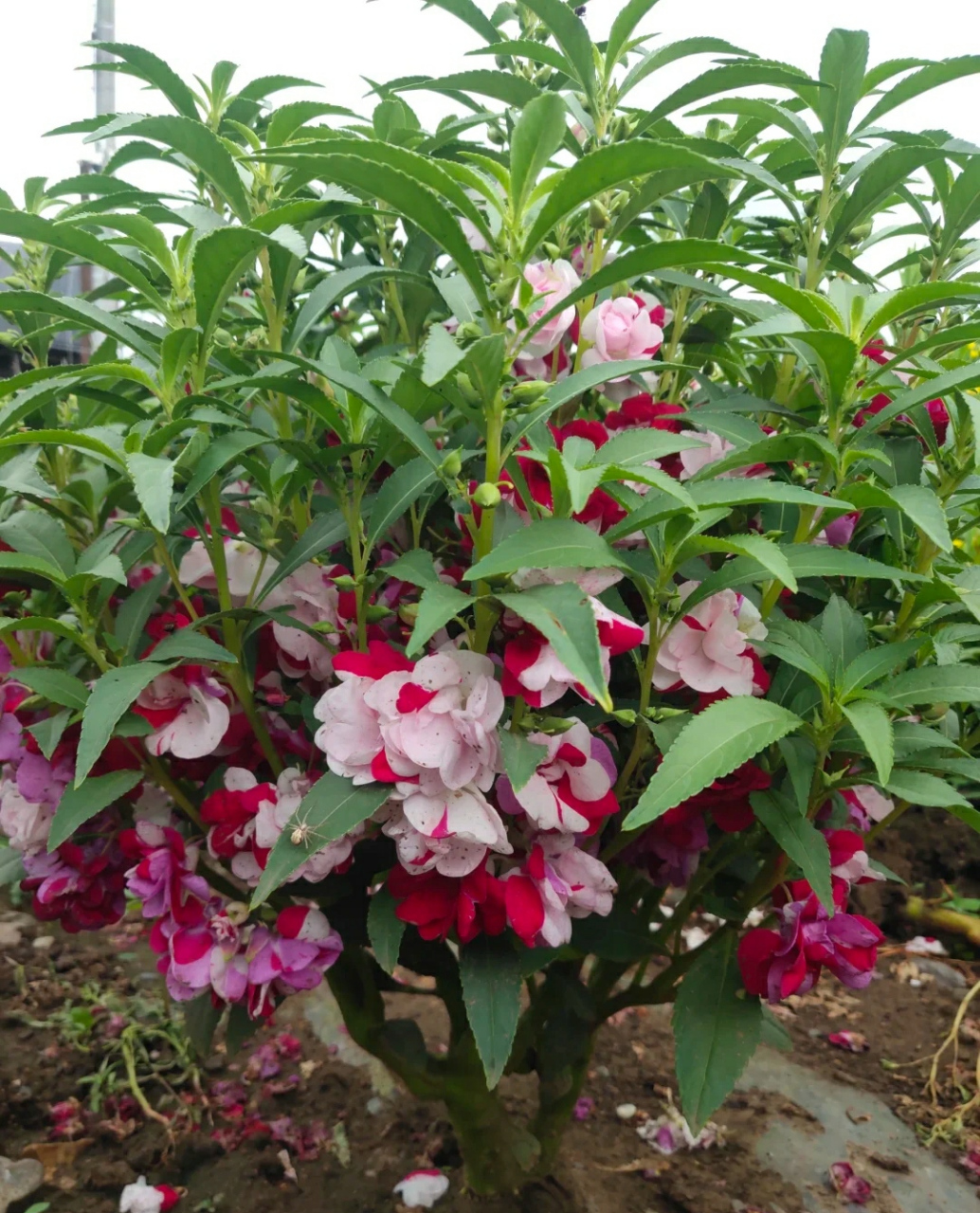 花朵密集,花色鲜艳,实在是太漂亮了.