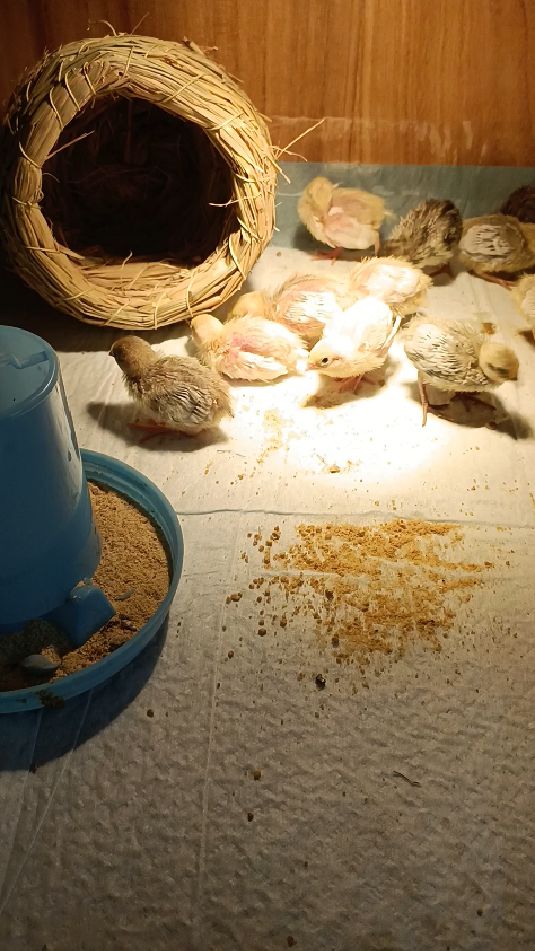 芦丁鸡出生第八天了,长羽毛啦