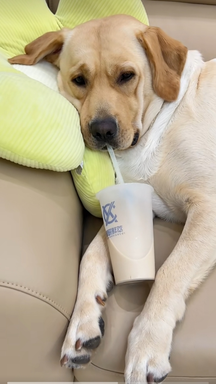 这个秋天狗狗都有奶茶喝