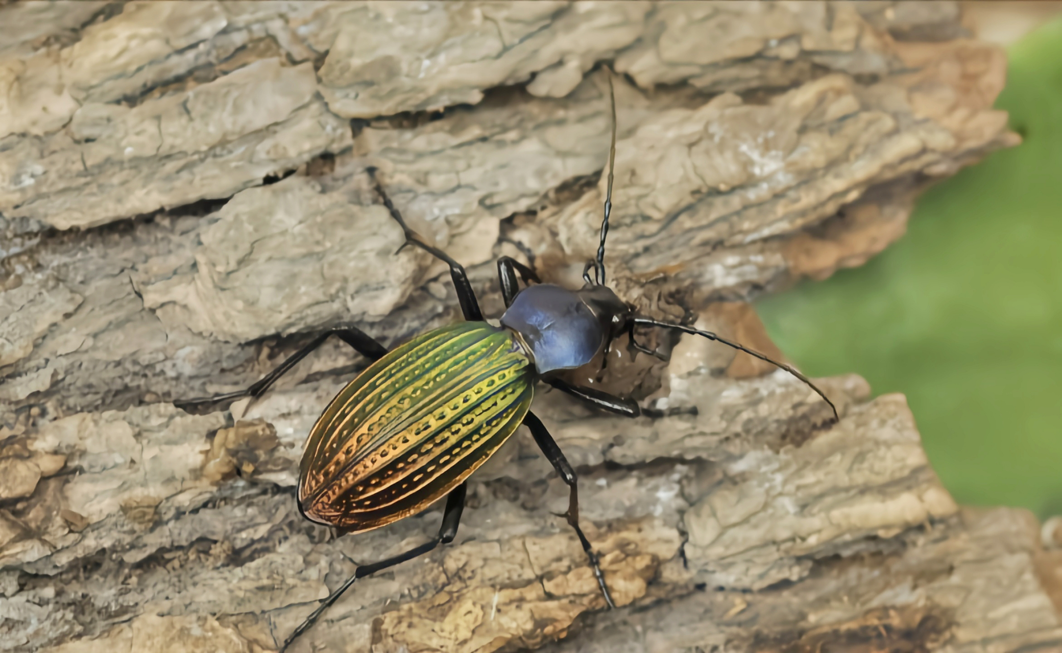 硕步甲体长3.3-4厘米,体宽1-1.4厘米,外表绚丽带金属光泽.