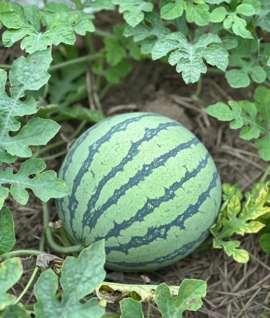 夏天必备"夏日尤好梦,万物皆可瓜"西瓜皮和生活中别的事物进行转换