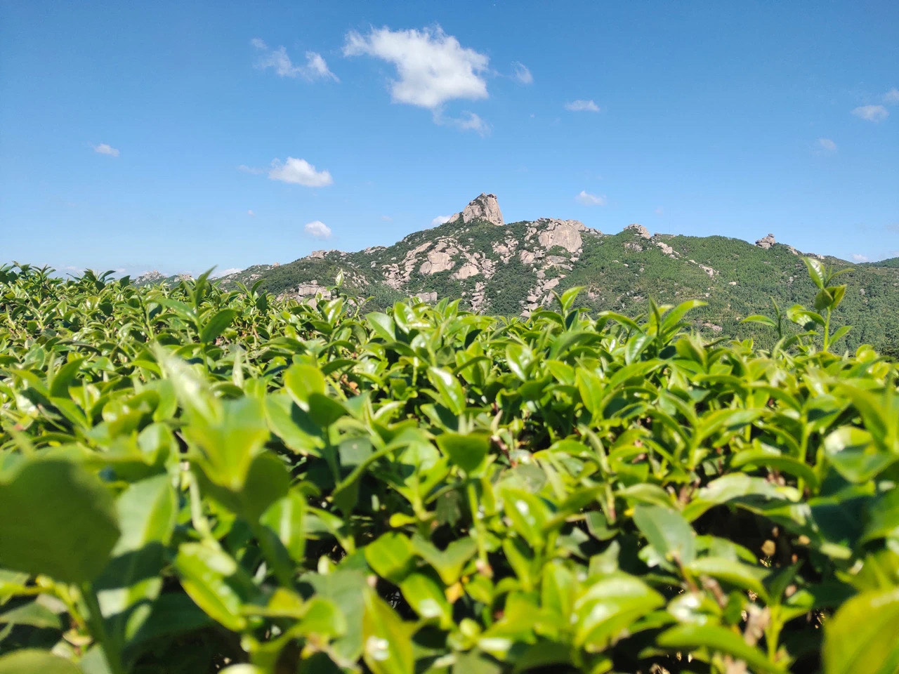 周思强:传承梁山好茶的历史荣耀