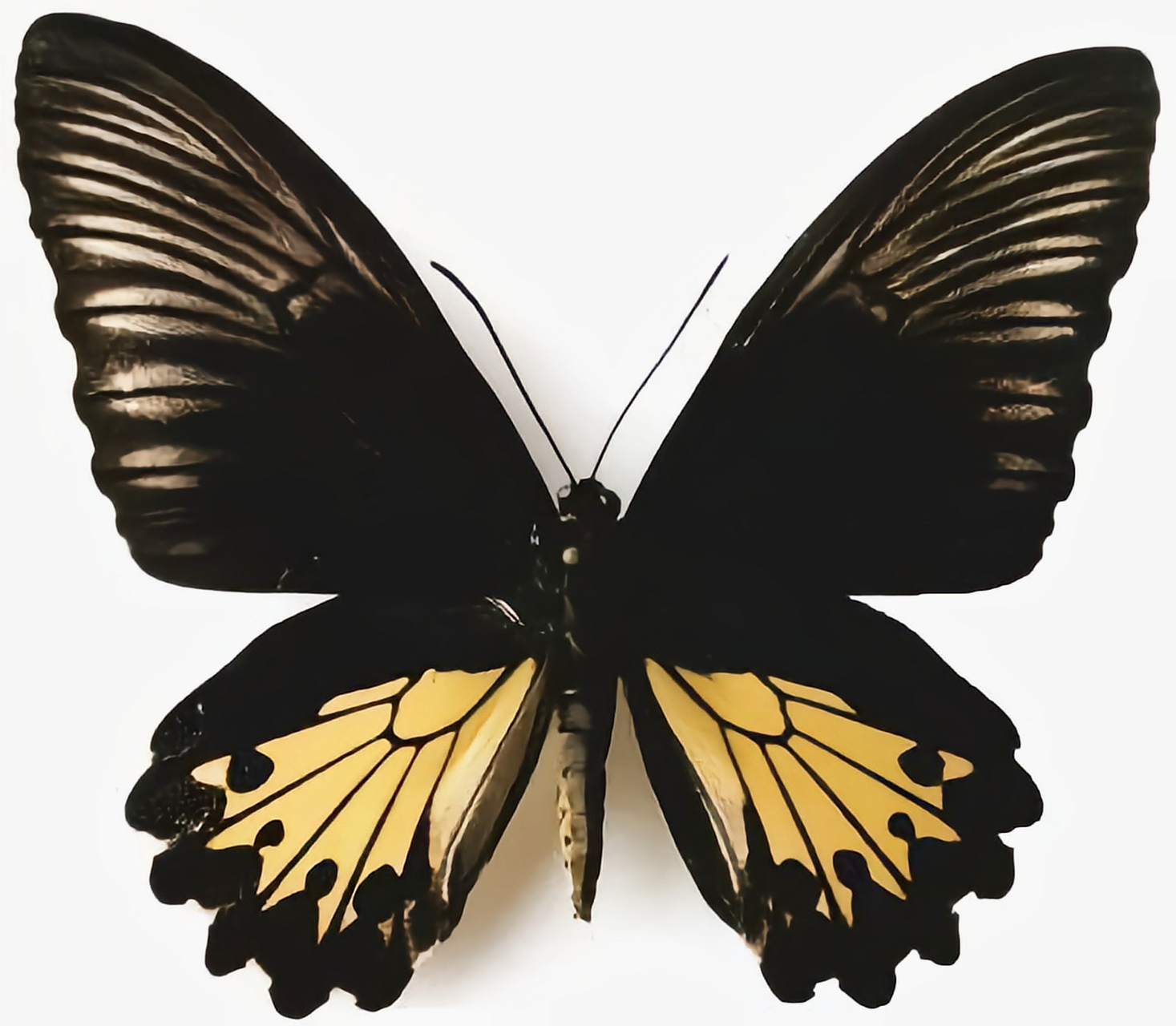 每天认识一种昆虫——曼努斯裳凤蝶 曼努斯裳凤蝶是凤蝶科裳凤蝶属