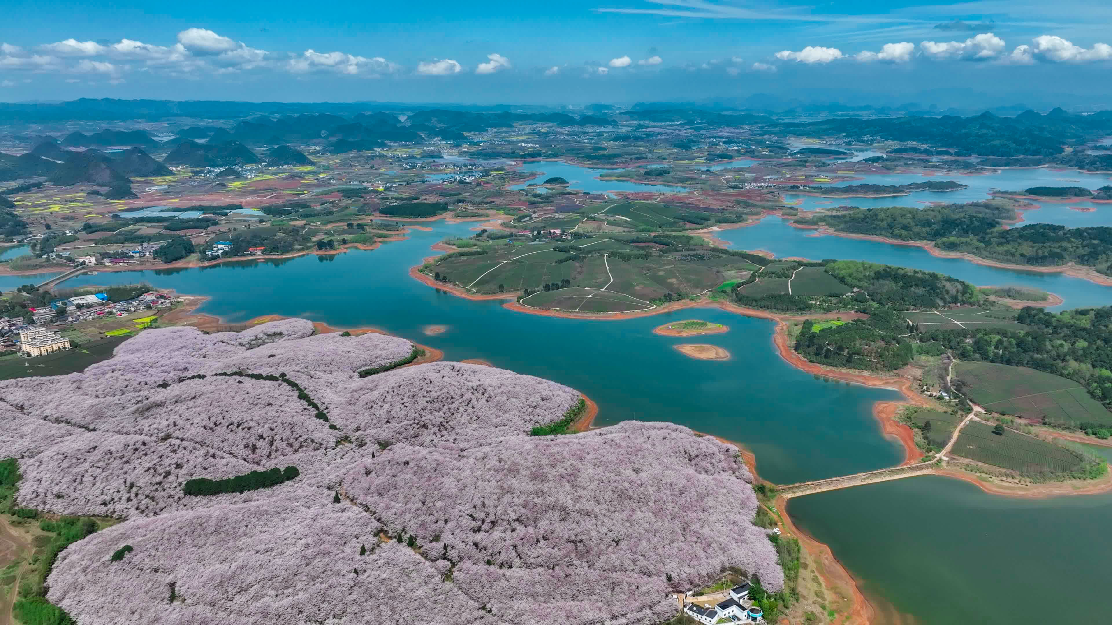 平坝樱花基地图片