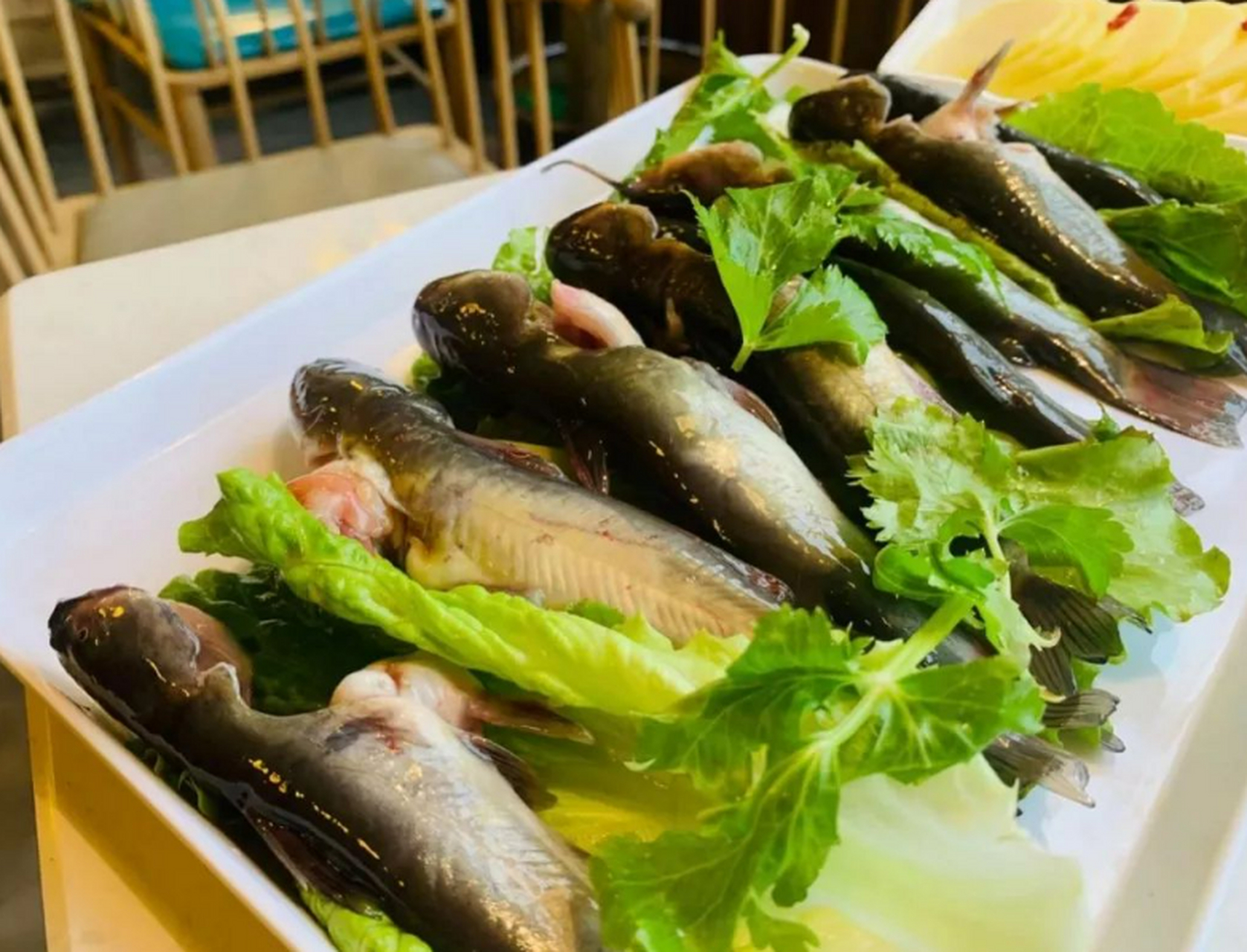 在处理黄辣丁时,需要仔细清洗鱼表面,挖掉内脏后反复冲洗干净.