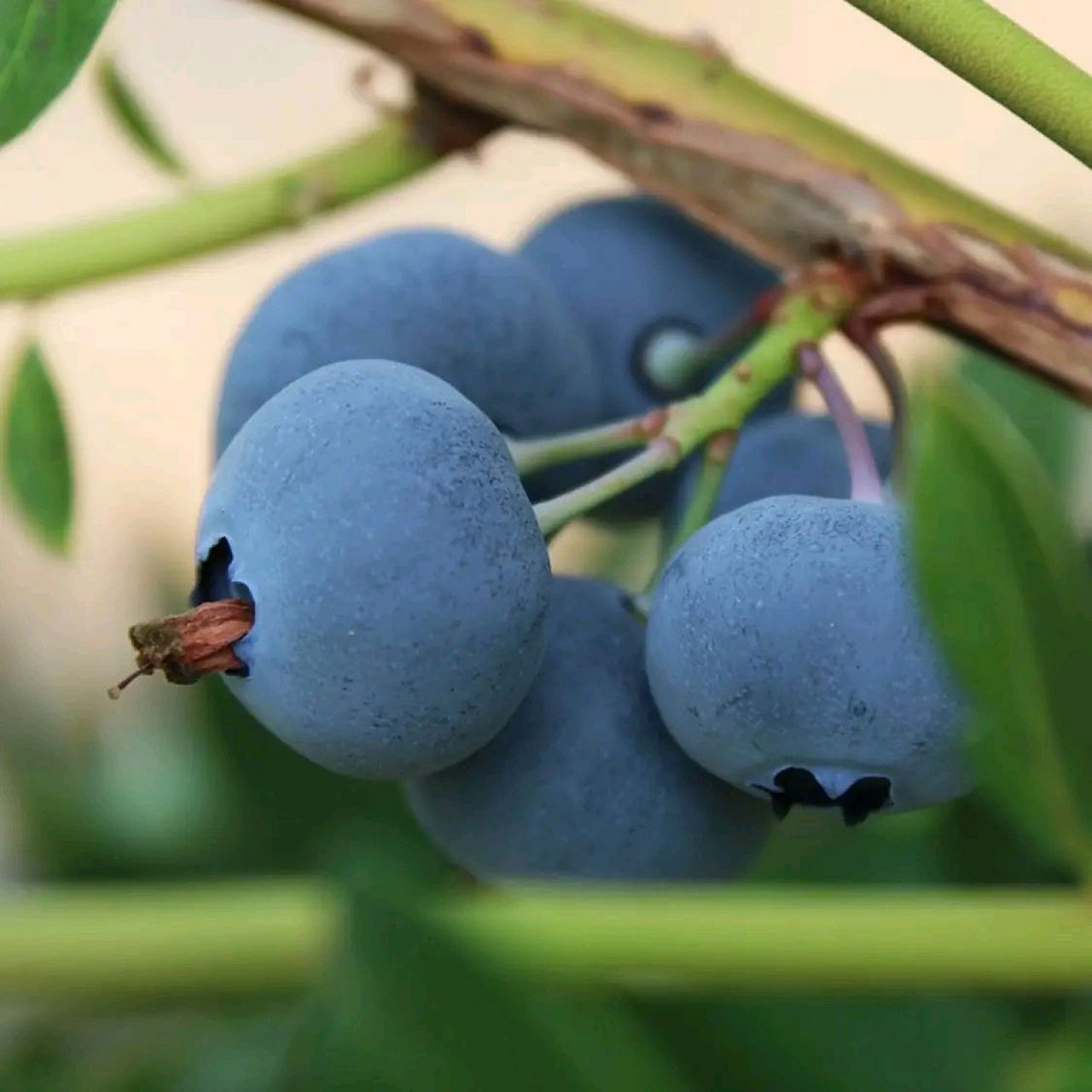 水果发车——  【庄河特产馆】辽宁新鲜蓝莓鲜果 125g*6盒中果