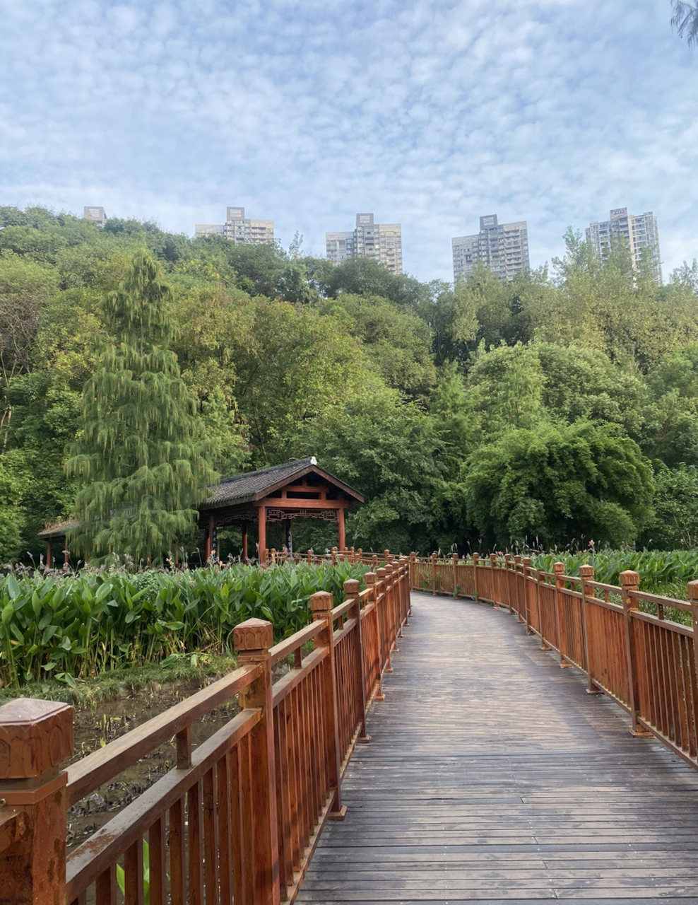 重庆彩云湖湿地公园是一座以生态保护和湿地保护为主题的公园,位于