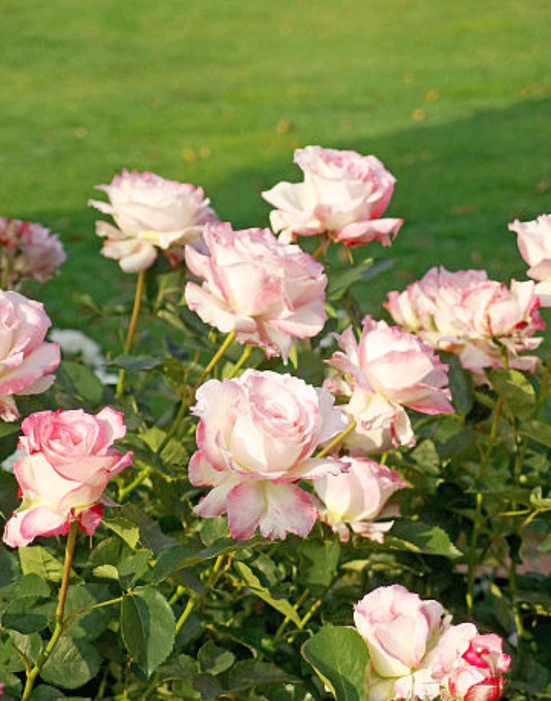 日本著名月季育种家河本纯子与她的"天使系列"月季作品