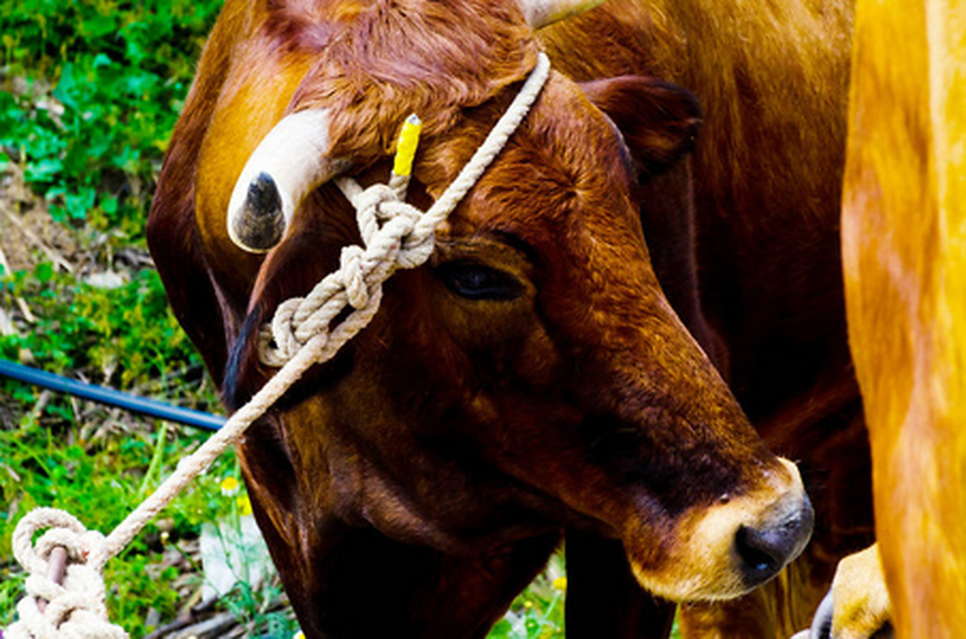 小时候,我们总是疑惑,一根细绳如何能够拴住一头牛,让它在田间辛勤