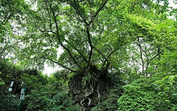 黃果樹是什麼樹?