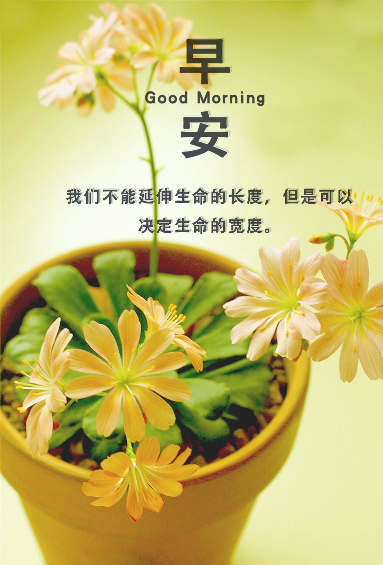 早安图片唯美阳光,朋友圈早安正能量短句,句句温暖向上!