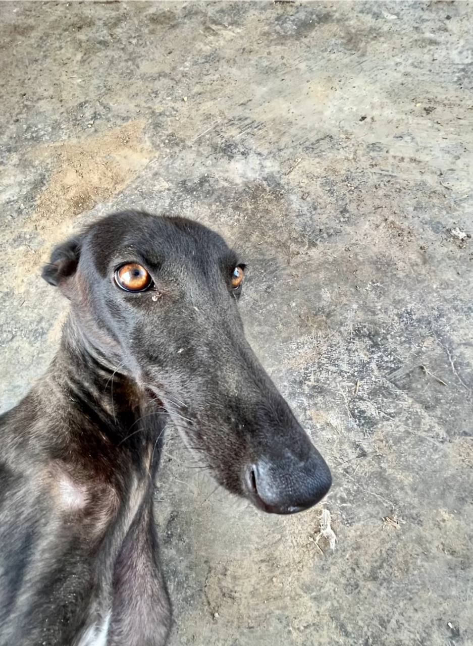 哈哈哈,这细狗太可爱了,看一次笑一次![左捂脸]