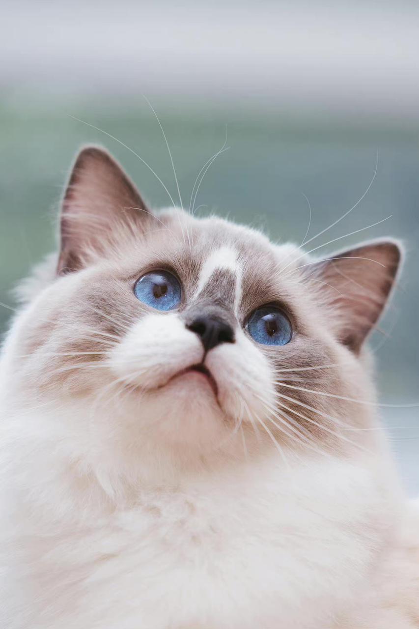 罕见的黑鼻子布偶猫,漠视一切的样子#动物# #萌宠潮可爱# #萌宠