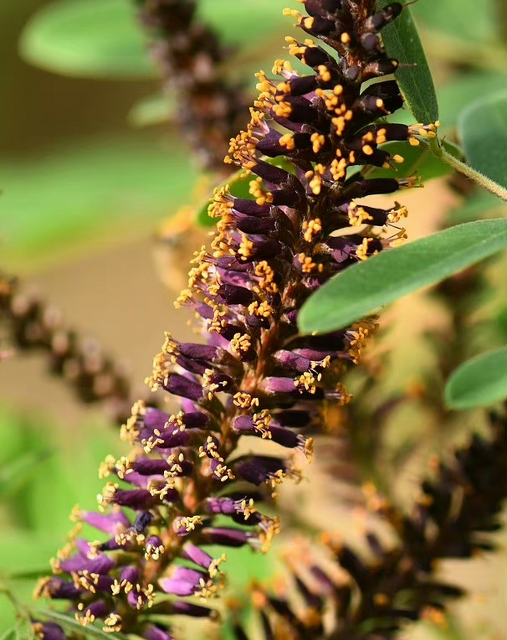 紫穗槐(amorpha fruticosa),豆科紫穗槐属.摄于山东东营. 67