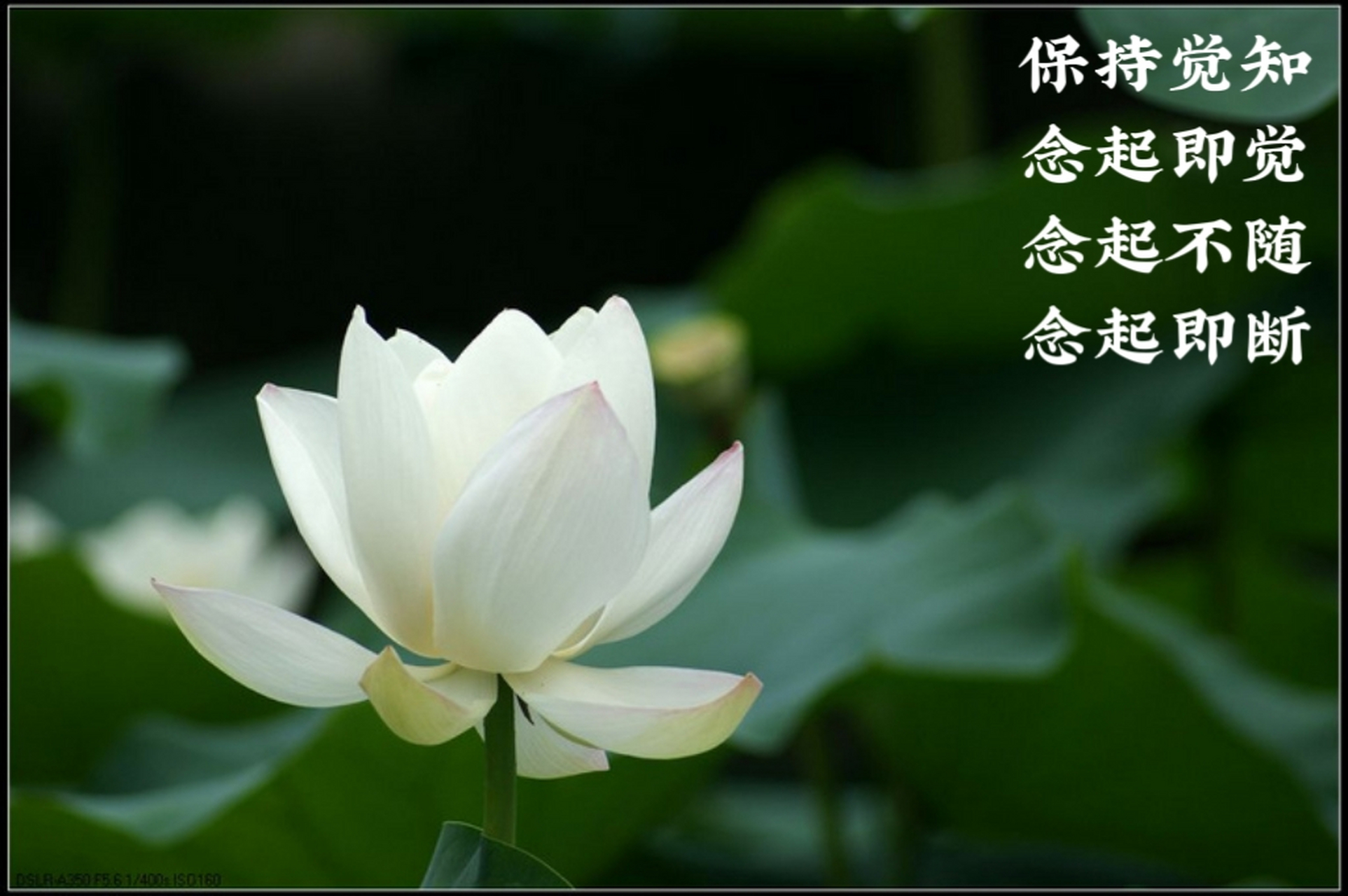 圣者觉而不迷,境随心转.