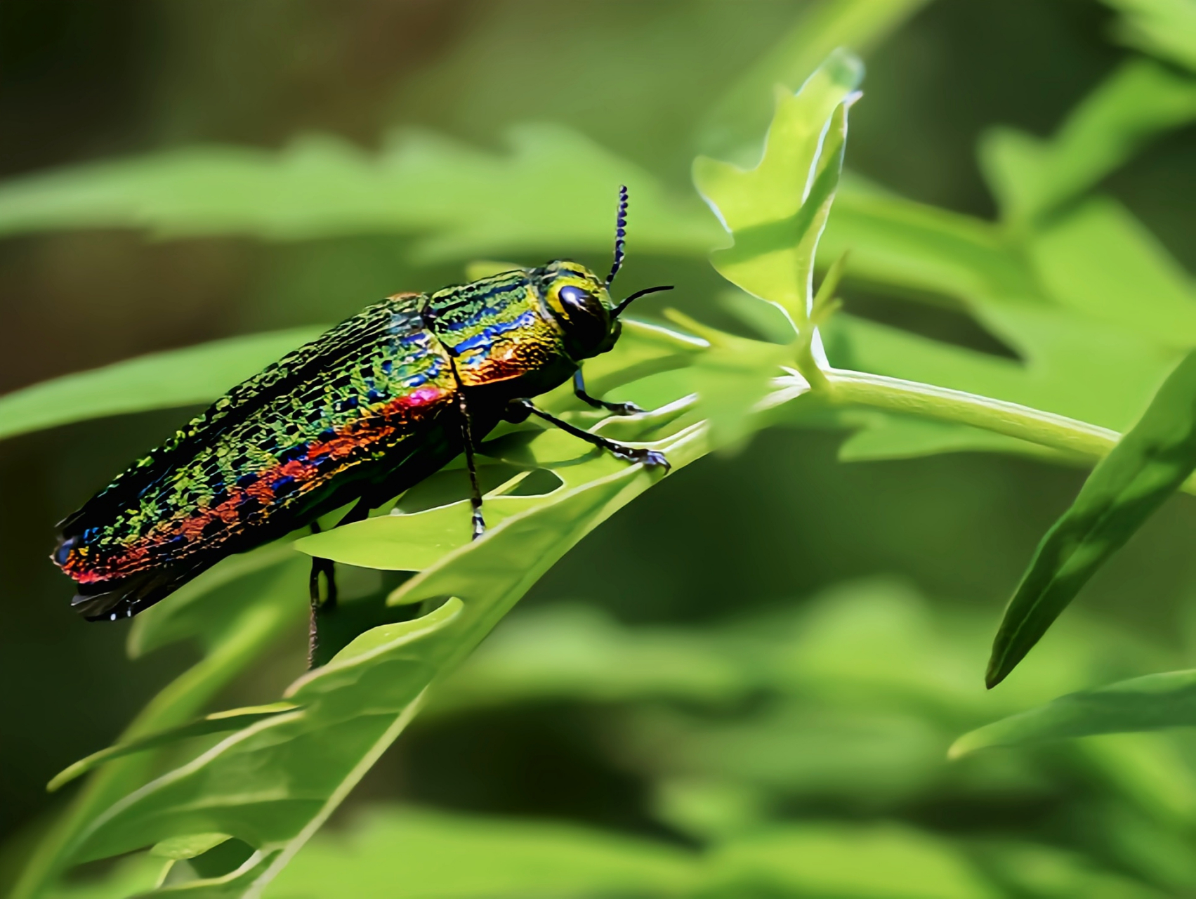 每天认识一种昆虫——梨金缘吉丁虫 梨金缘吉丁虫是吉丁虫家族最绚丽