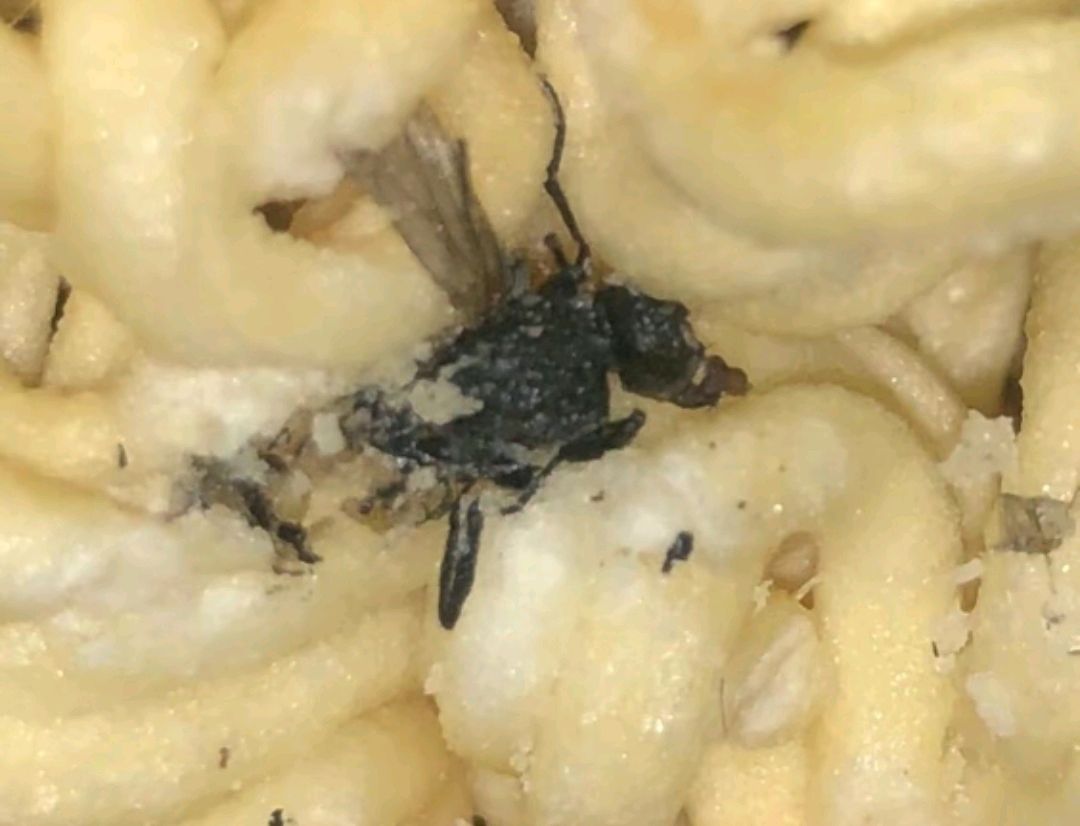 广东,一男子吃某品牌方便面时发现苍蝇内陷面饼内.男子:好恶心