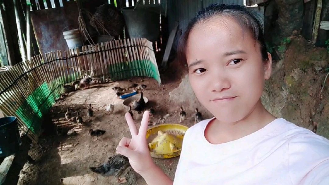 阿清家的小麻鸭被大雨淋了几个小时,阿清用吹风机鸭子捡回了小命