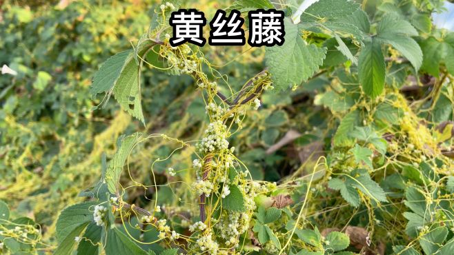 [图]黄丝藤别名菟丝子，是没有根的寄生植物，来了解一下