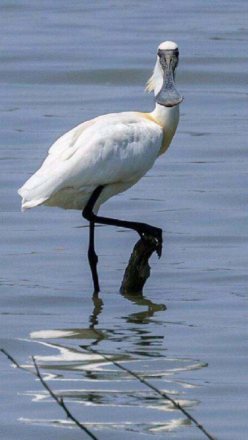 鸟界"杀马特"-黑脸琵鹭