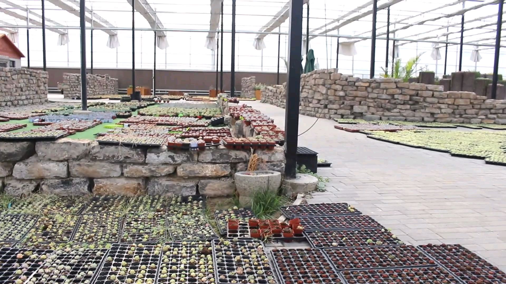 在“冰山一角”的多肉王国里,苗仔给你们介绍了几款小苗,太美了!