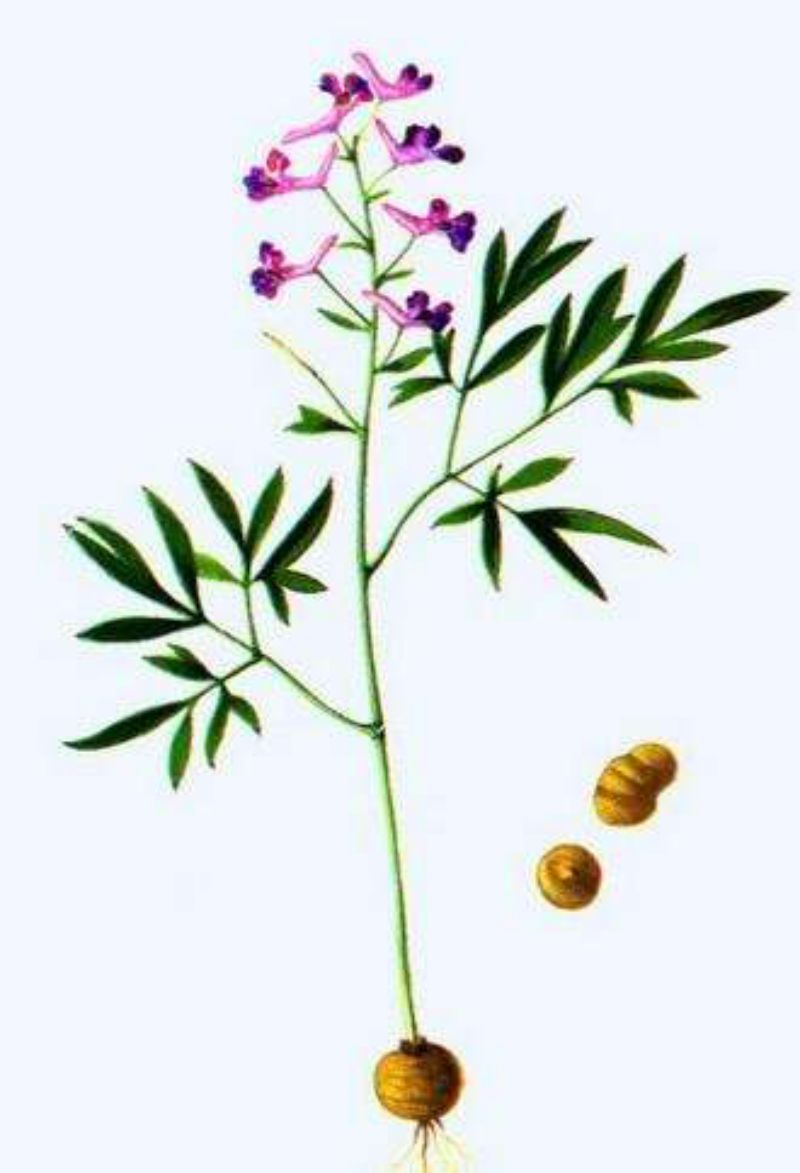 止痛之最延胡索:传统止痛药,专治疼痛病.