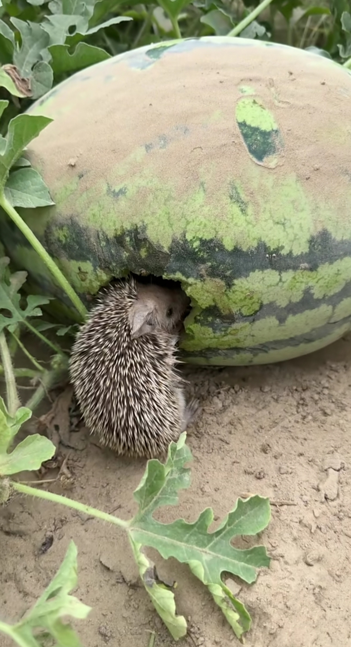 这样的偷瓜刺猬,撵都不好撵,它可能认为,这是我的地盘,吃一个怎么了?