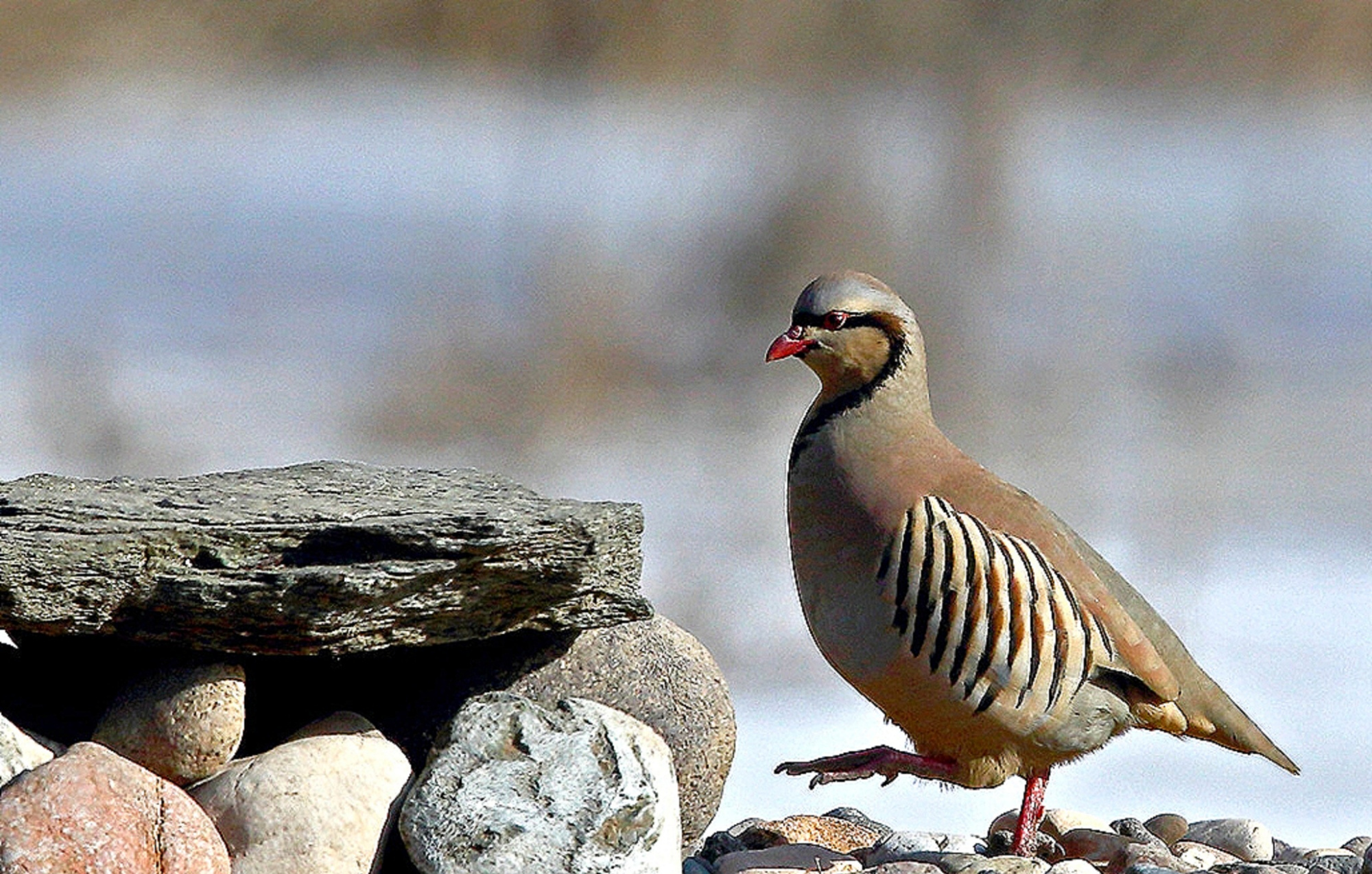 家山物事——岩鸡子