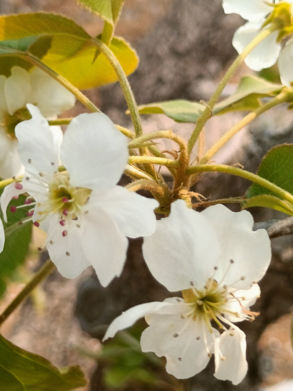 魏县大宋梨园欣赏梨花