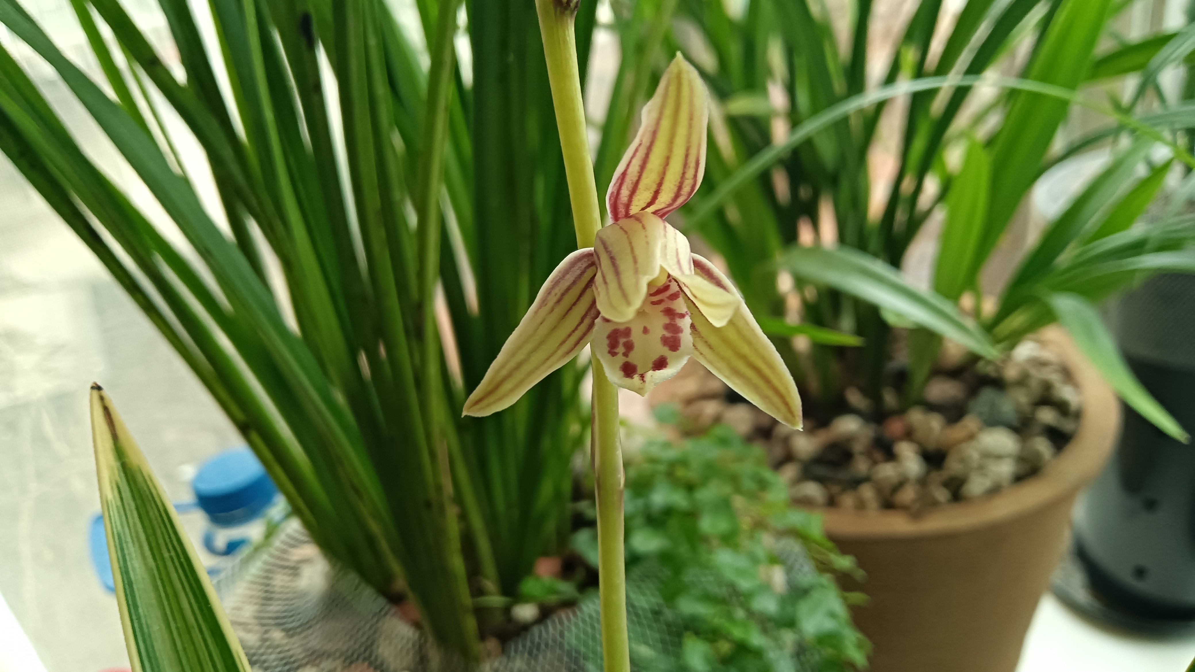 黄金彩虹终于开花啦!