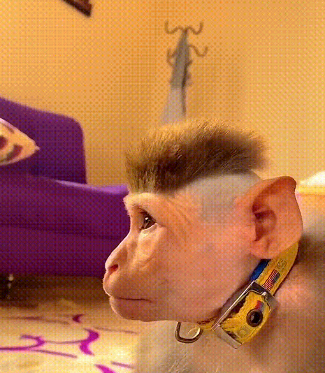 猴子也不能笑着走出理发店.#搞笑# #搞笑动图