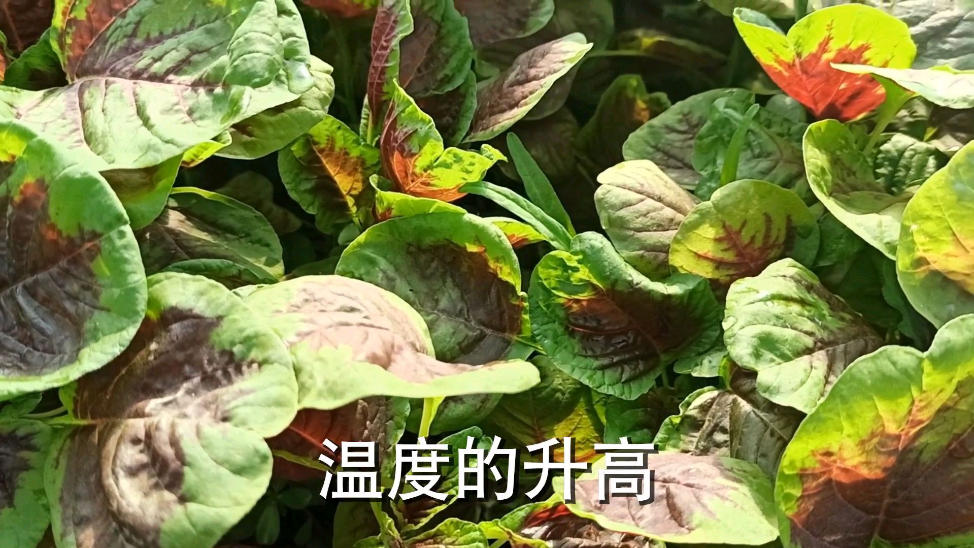 你见过蔬菜上的寄生虫吗?让种植户带你解一下,感兴趣的来看看