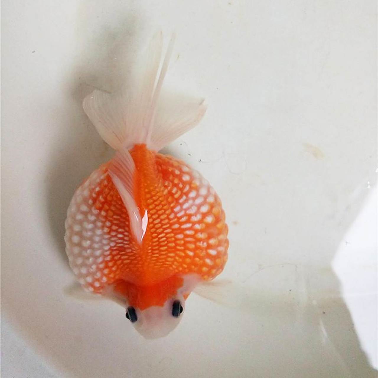 珍珠鳞金鱼,娇贵的鱼#娱乐##观赏鱼