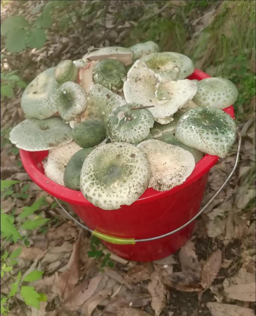 昨天捡了满满一大桶蘑菇.