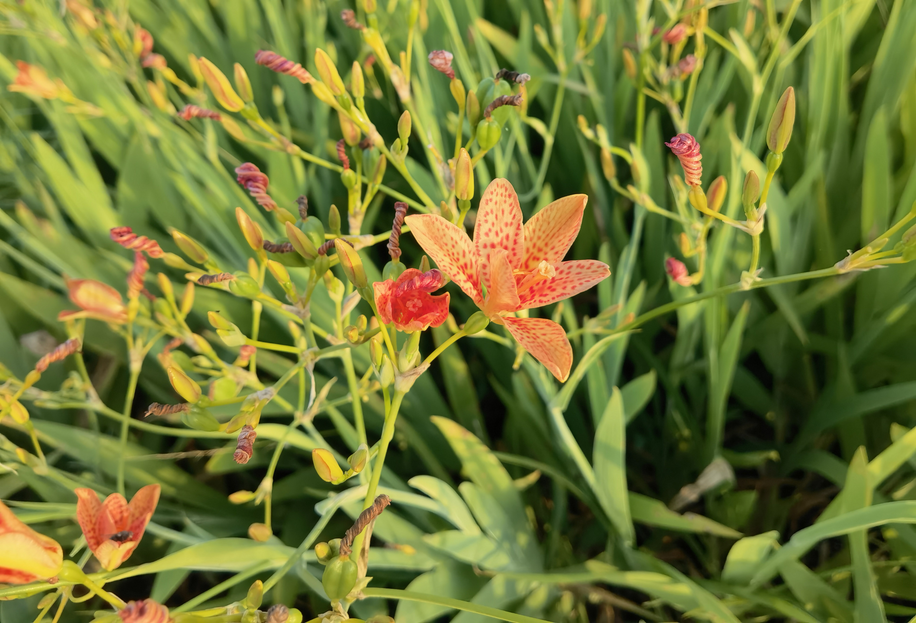 对手背测光的口诀是,顺光摄影顺光测,不增减光;侧光摄影顺光测,加大半