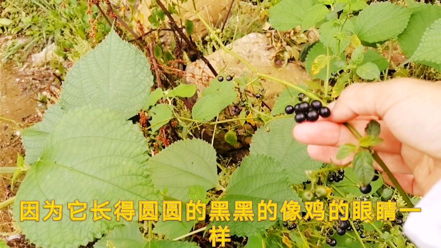 龙葵,果子像鸡眼睛,嫩叶是很好的野菜,全草可入药,一起了解下