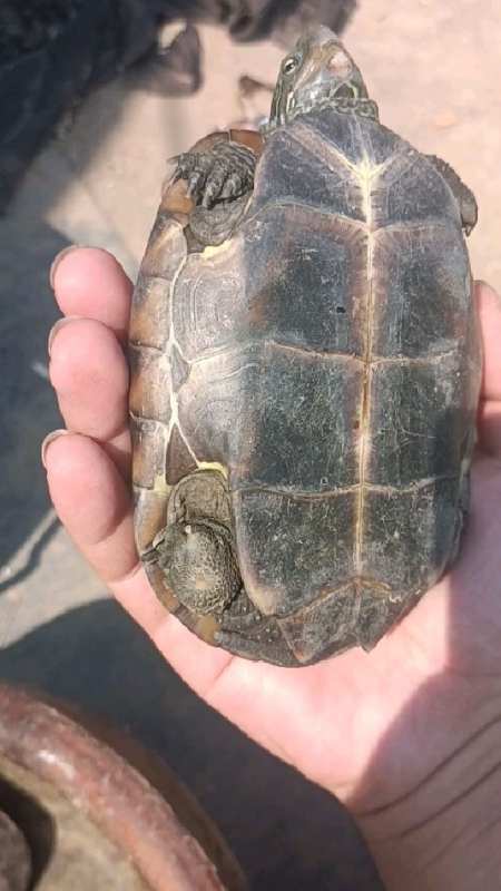 刀刻纹大草龟,干养第三天快好了!