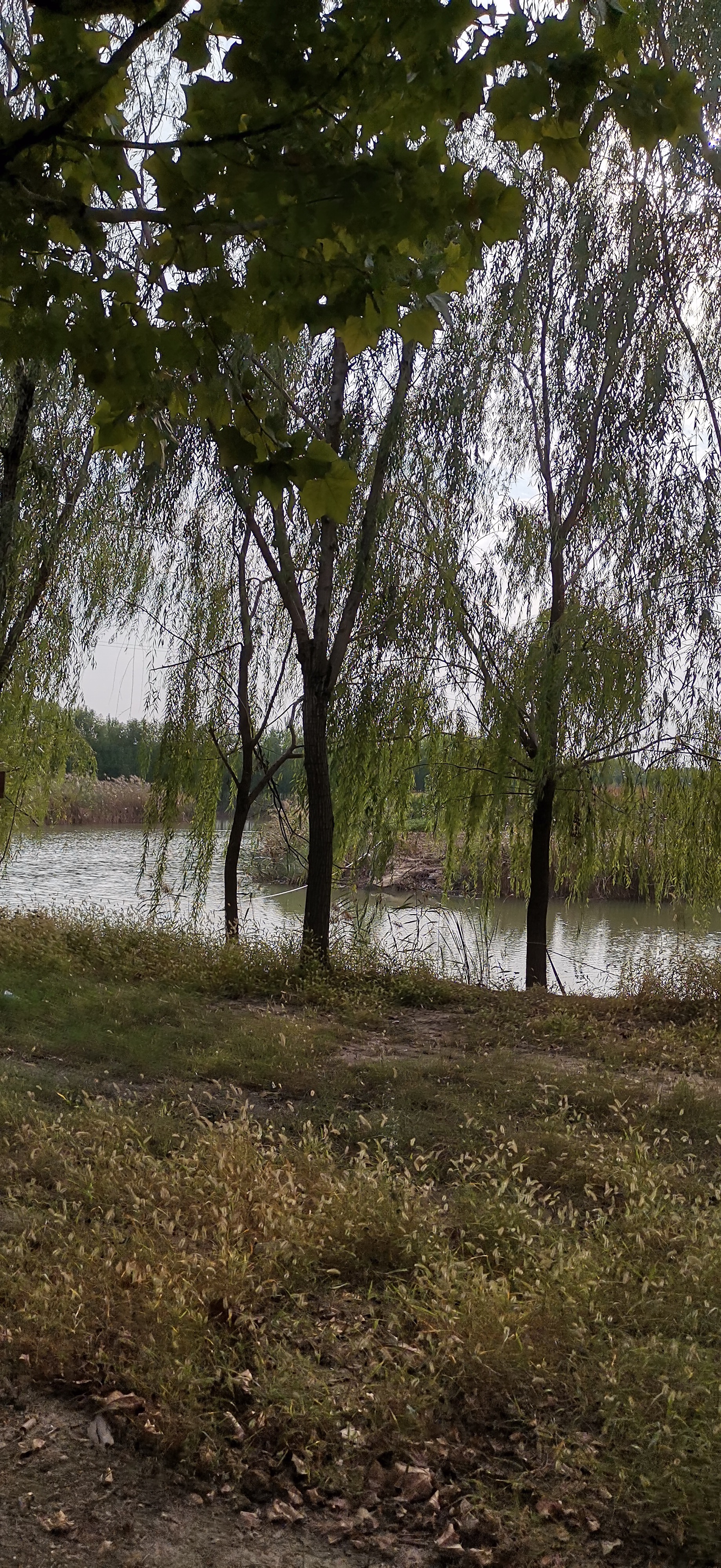 高青安澜湾风景区照片图片