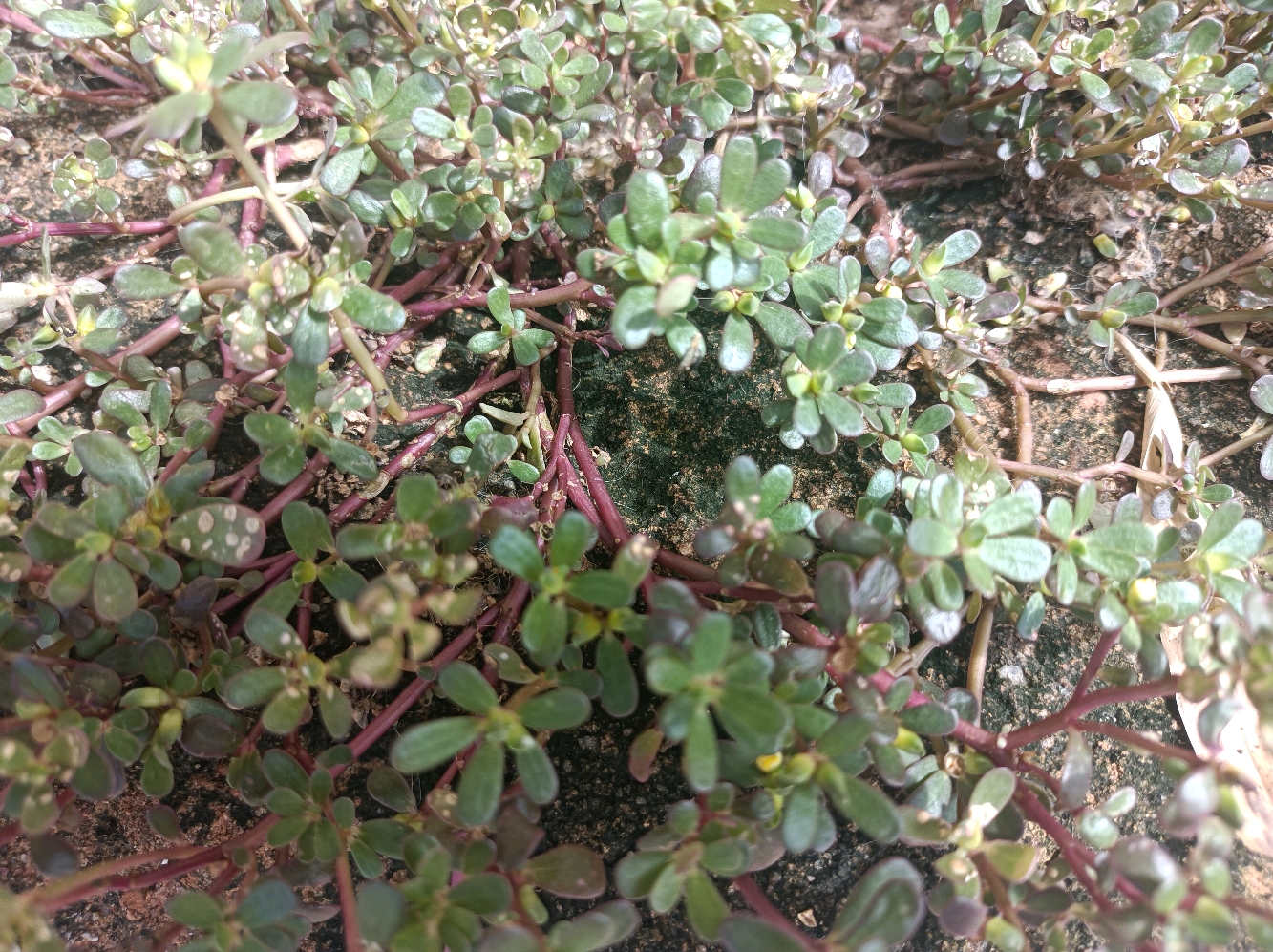 藏在菜园里的老鼠耳,老人叫它"长寿菜",如今珍贵了,都抢着种